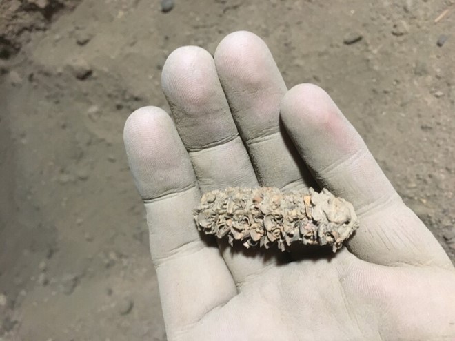 Dirty hand holding an ancient corn cob out for display.